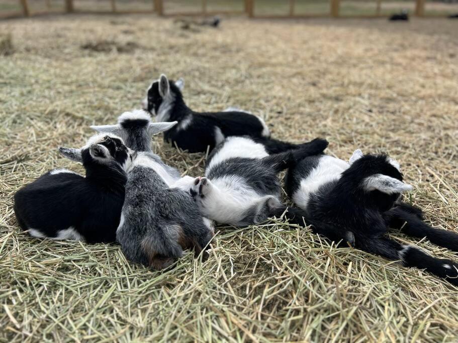 Farm Retreat With Jacuzzi, Fire Pit, Mini Goats, Mini Ponies And Mini Cows Villa San Marcos Exterior photo