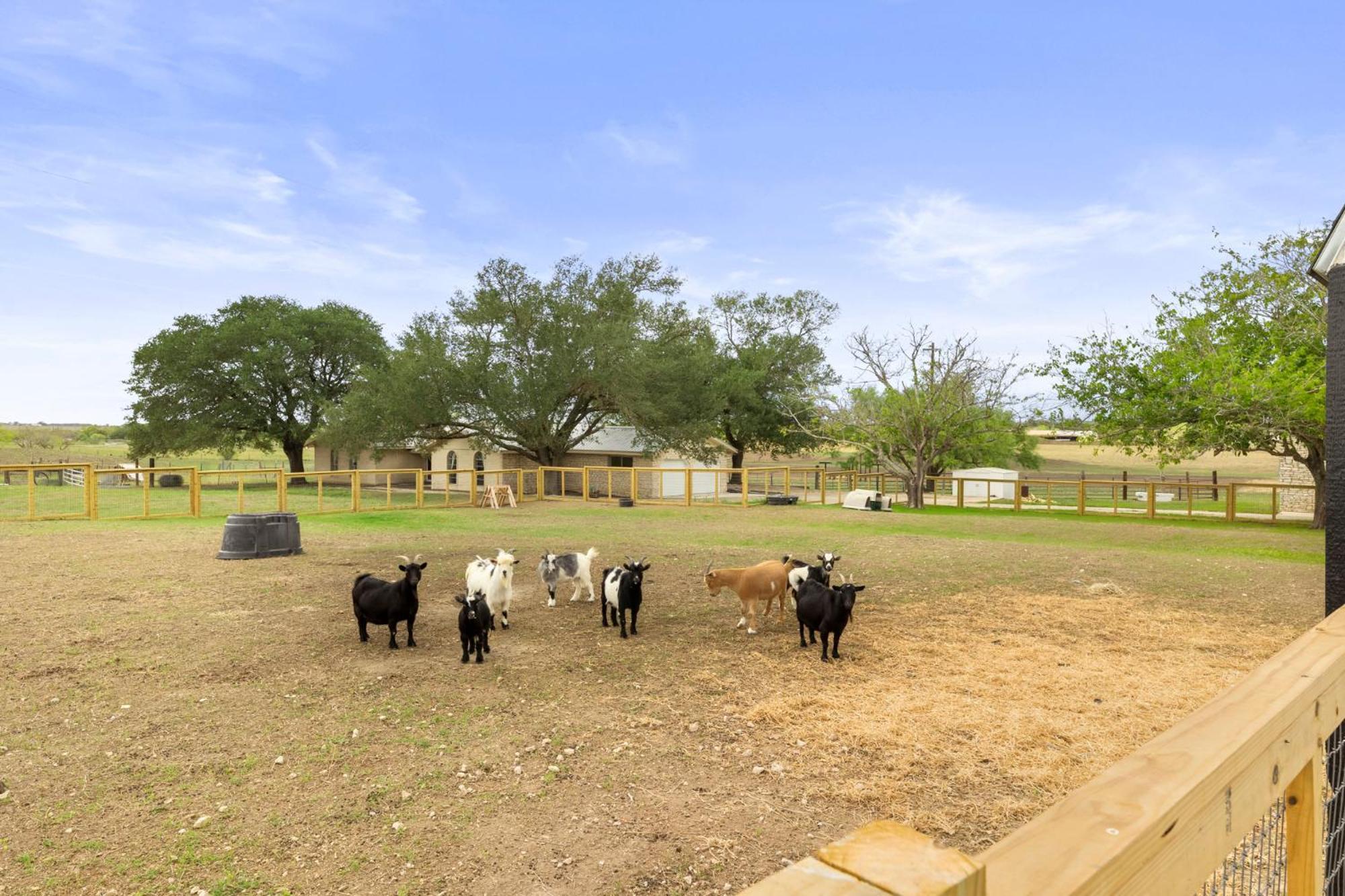 Farm Retreat With Jacuzzi, Fire Pit, Mini Goats, Mini Ponies And Mini Cows Villa San Marcos Room photo